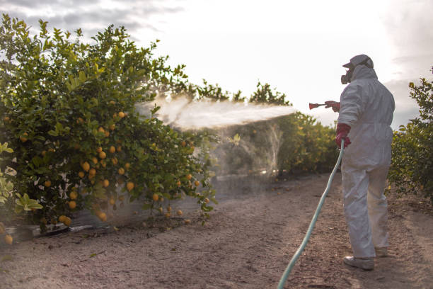 Best Pest Control for Homes  in Rancho Alegre, TX